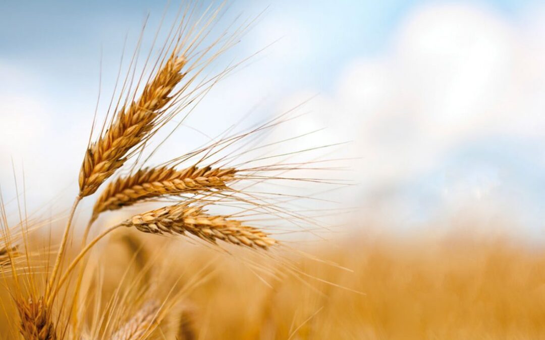 V domenica di Quaresima – preghiera